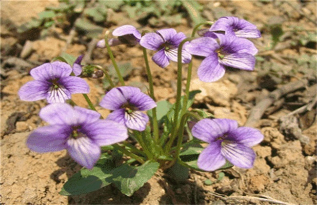 紫花地丁的种植办法