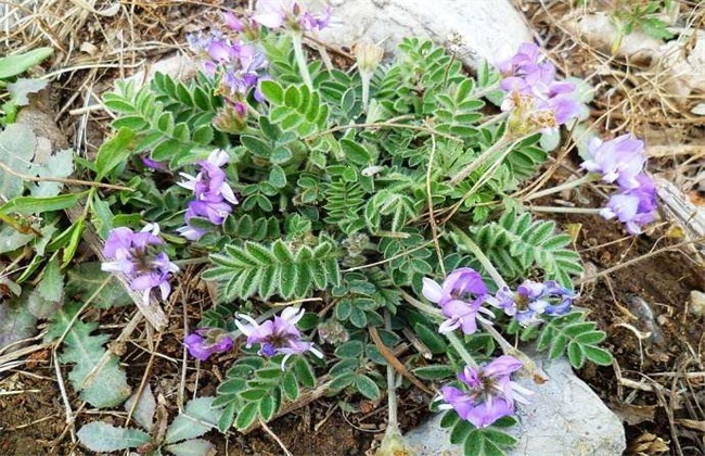 紫花地丁的种植办法