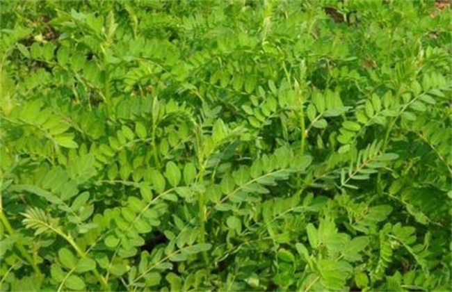 怎么种植沙苑子