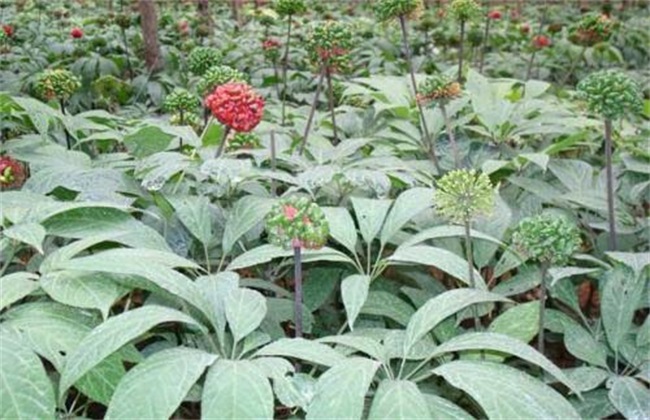 冬季三七种植管理技术方法技巧
