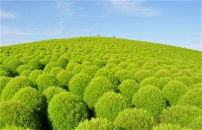 地肤子的种植技术