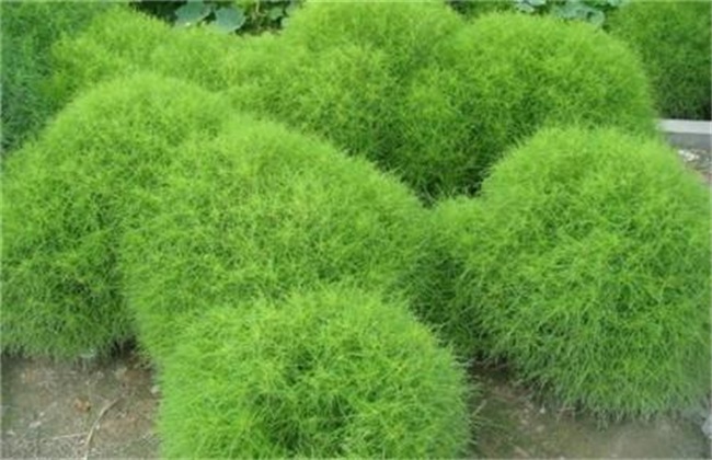 地肤子的种植技术