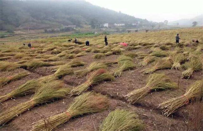 地肤子的种植技术