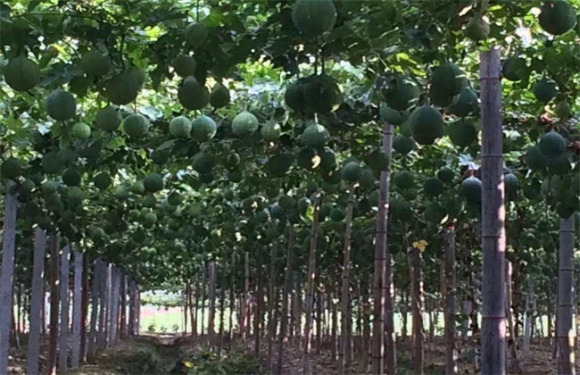 天花粉怎么种植
