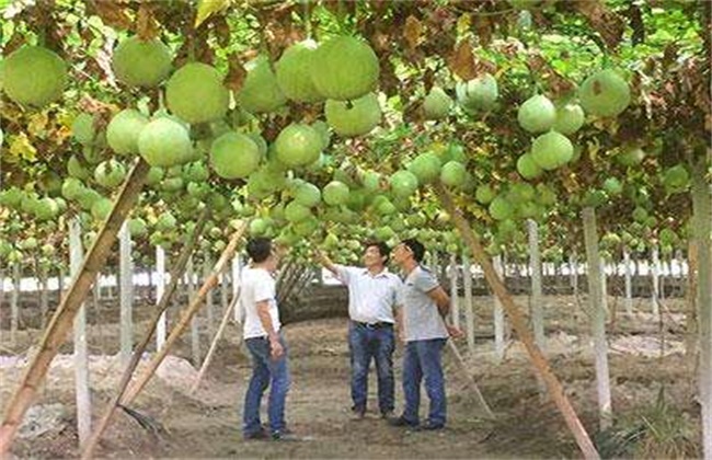 天花粉怎么种植