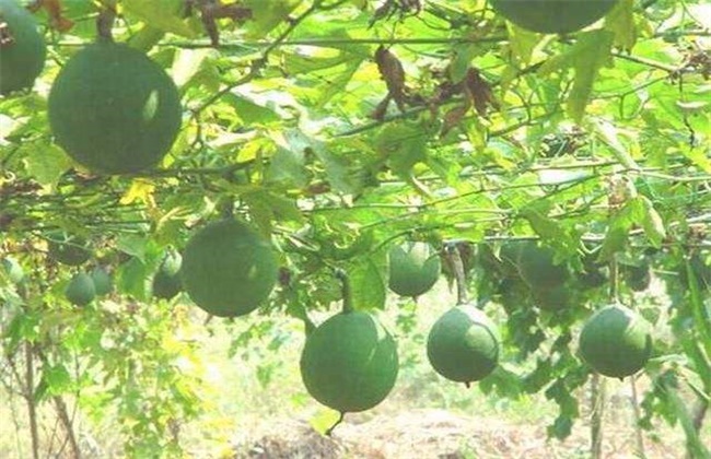 天花粉怎么种植