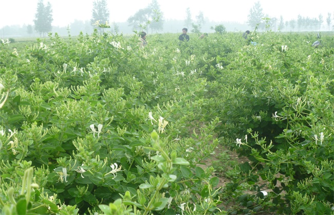金银花怎么样修剪