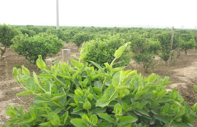 金银花怎么样修剪