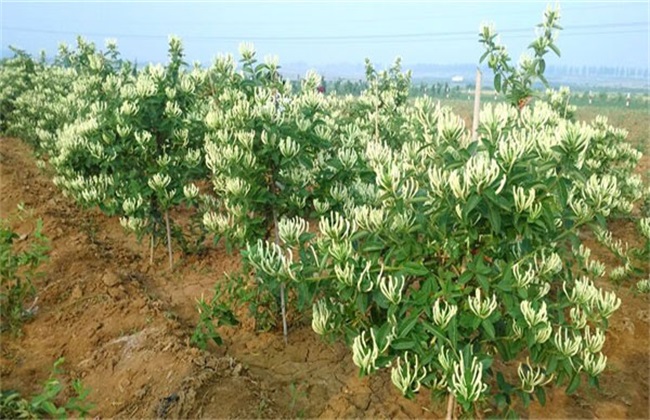 金银花怎么样修剪