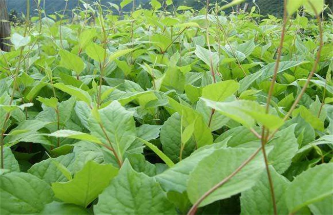 刺五加种植的注意些什么