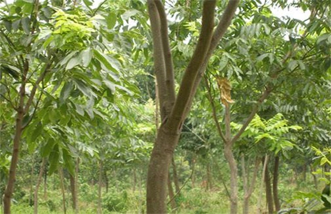 无患子种植技术