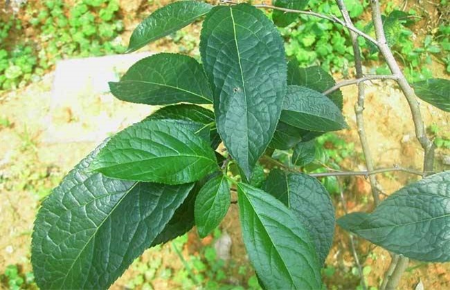 杜仲的种植办法