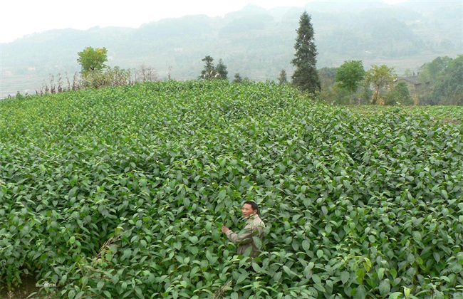 杜仲的种植办法
