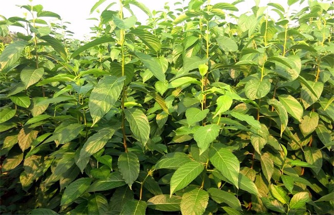 杜仲的种植办法
