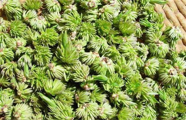 杜仲的种植办法