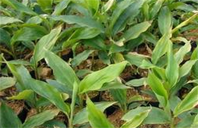 豆蔻的种植办法