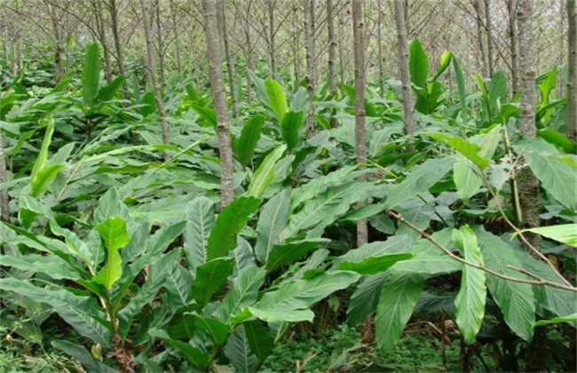 豆蔻的种植办法