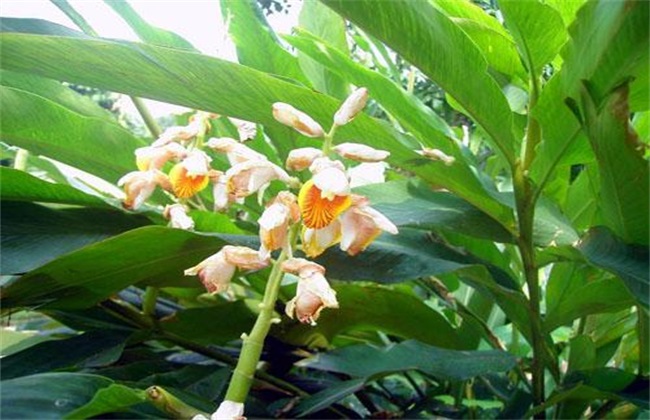 豆蔻的种植办法