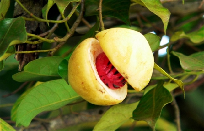 豆蔻的种植办法