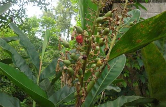 豆蔻的种植办法