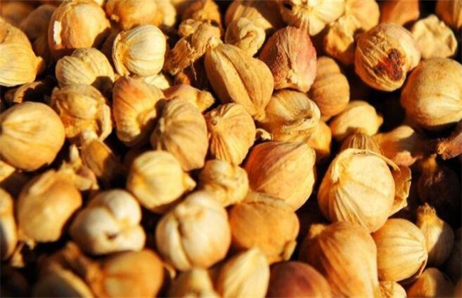 豆蔻的种植办法