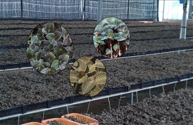 金线莲的种植办法