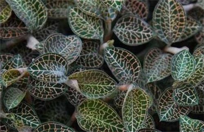 金线莲的种植办法