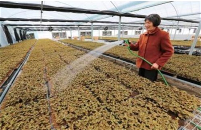 金线莲的种植办法