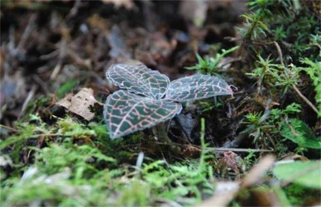 金线莲的种植办法