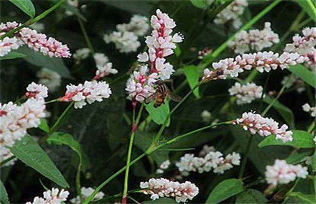 辣蓼种植的办法