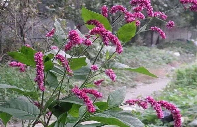 辣蓼种植的办法