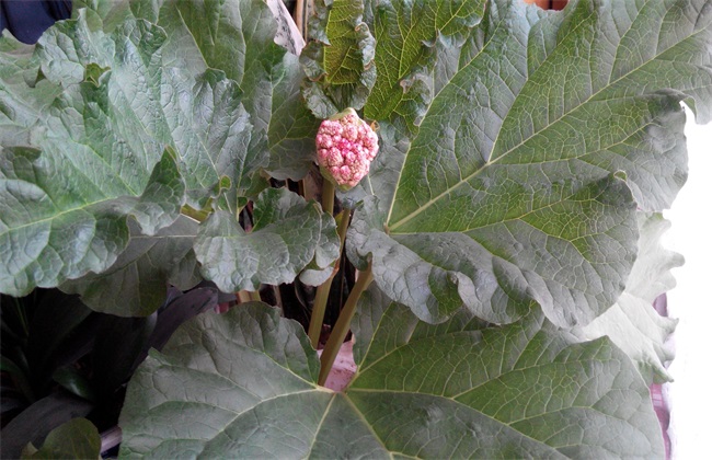 岩白菜的种植办法