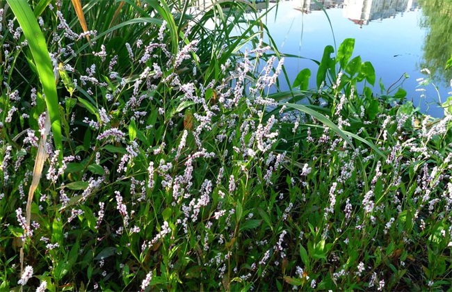 辣蓼种植的办法