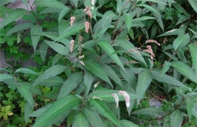 辣蓼种植的办法