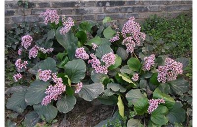 岩白菜的种植办法