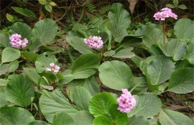 岩白菜的种植办法