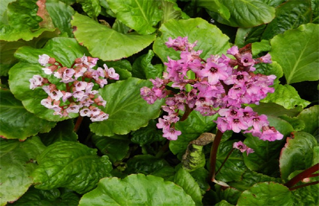 岩白菜的种植办法