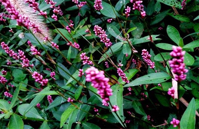 辣蓼种植的办法