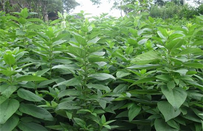 玄参种植的注意些什么