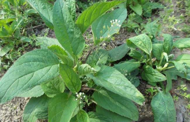 玄参种植的注意些什么