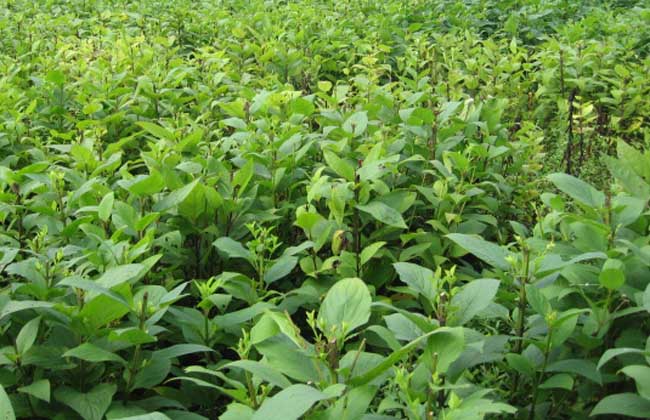 玄参种植的注意些什么