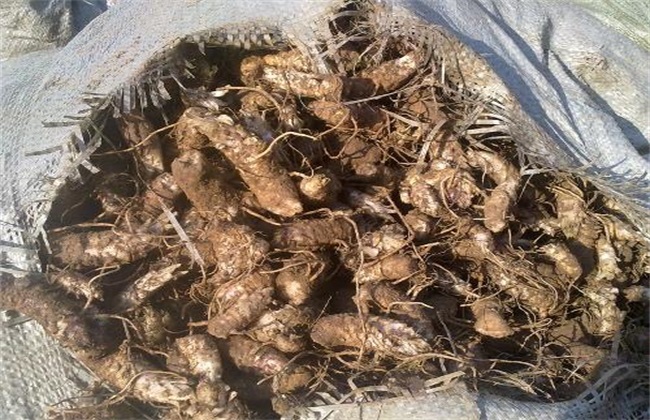 玄参种植的注意些什么