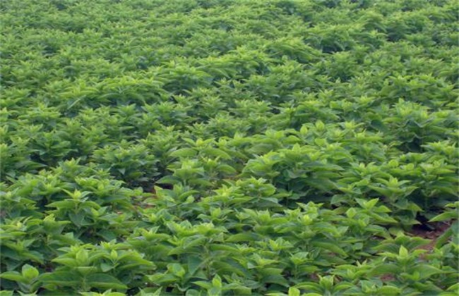 玄参种植的注意些什么