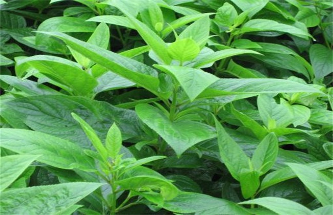 玄参种植的注意些什么