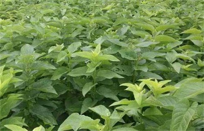 玄参种植的注意些什么