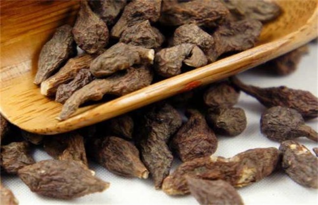 蕨麻的种植技术