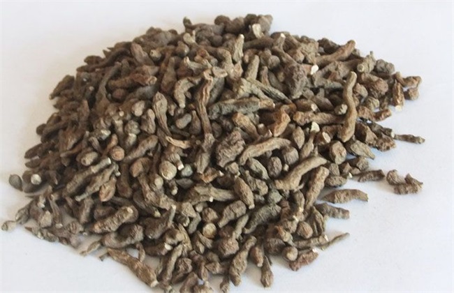 蕨麻的种植技术