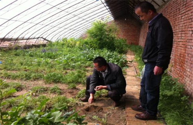 玛卡的种植条件