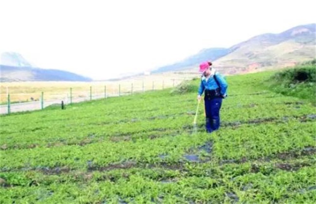 玛卡的种植条件