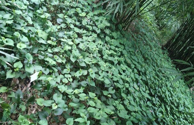 鱼腥草该怎么管理